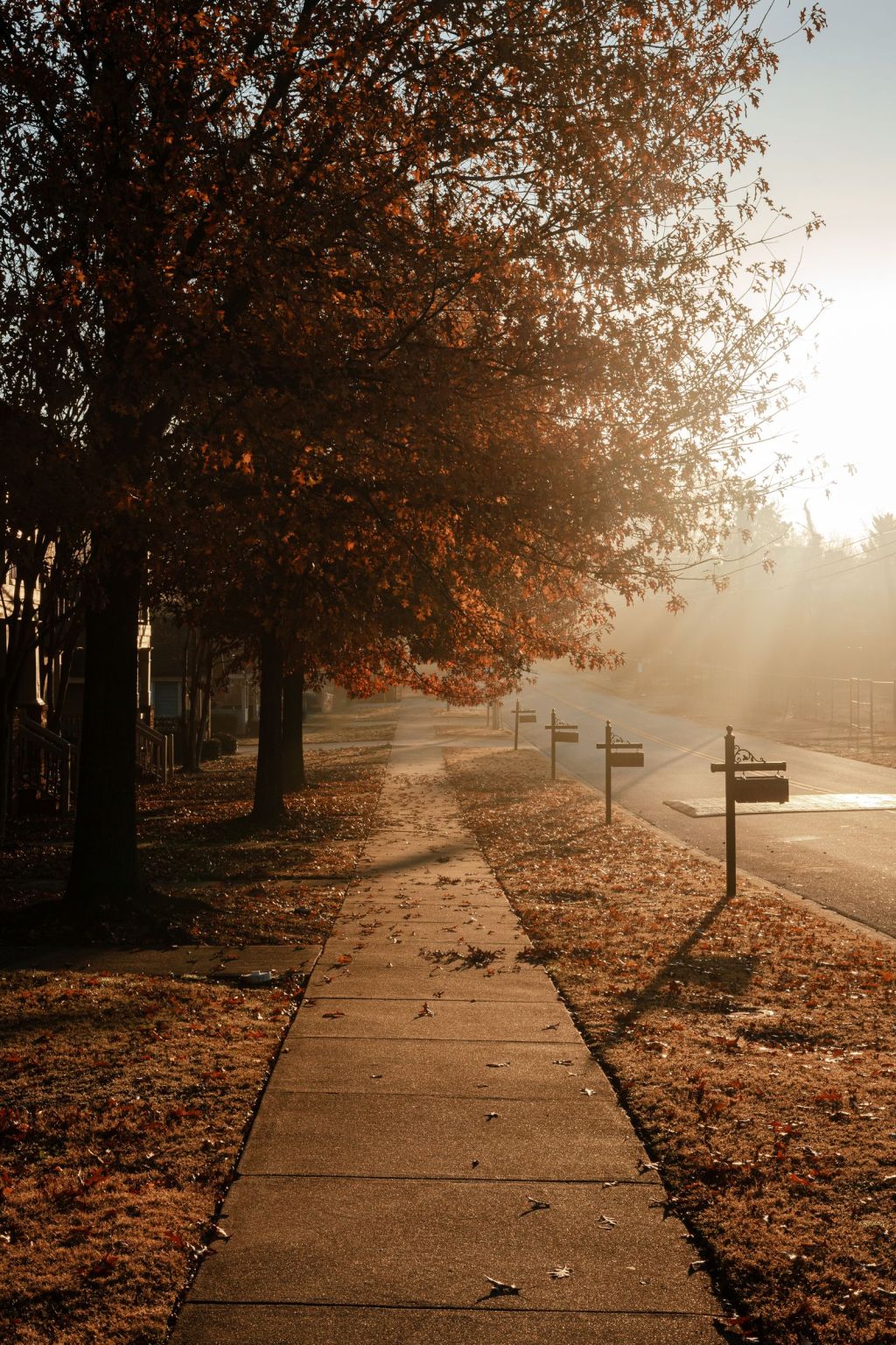 Sidewalk lined with autumn trees and townhouses in morning light in Greenville, South Carolina